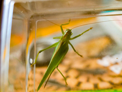Tettigonia viridissima