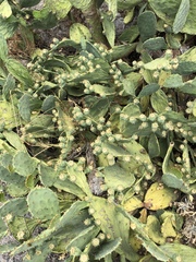 Opuntia anahuacensis