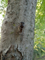Cicada orni