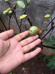 Magnoliopsida