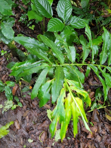 Zingiber spectabile