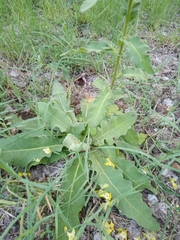 Verbascum sinuatum