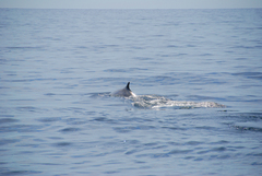 Balaenoptera physalus