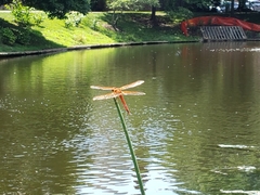 Libellula auripennis