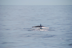Balaenoptera physalus
