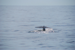 Balaenoptera physalus