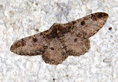 Amraica recursaria