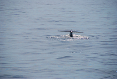 Balaenoptera physalus