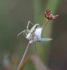 Oxyopes tridens