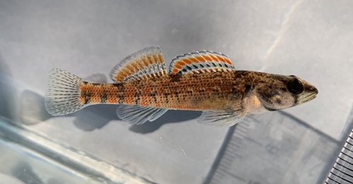 Creole Darter