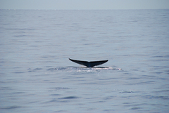 Balaenoptera