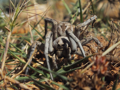Lycosa tarantula