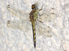 Indothemis carnatica