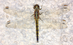 Indothemis carnatica