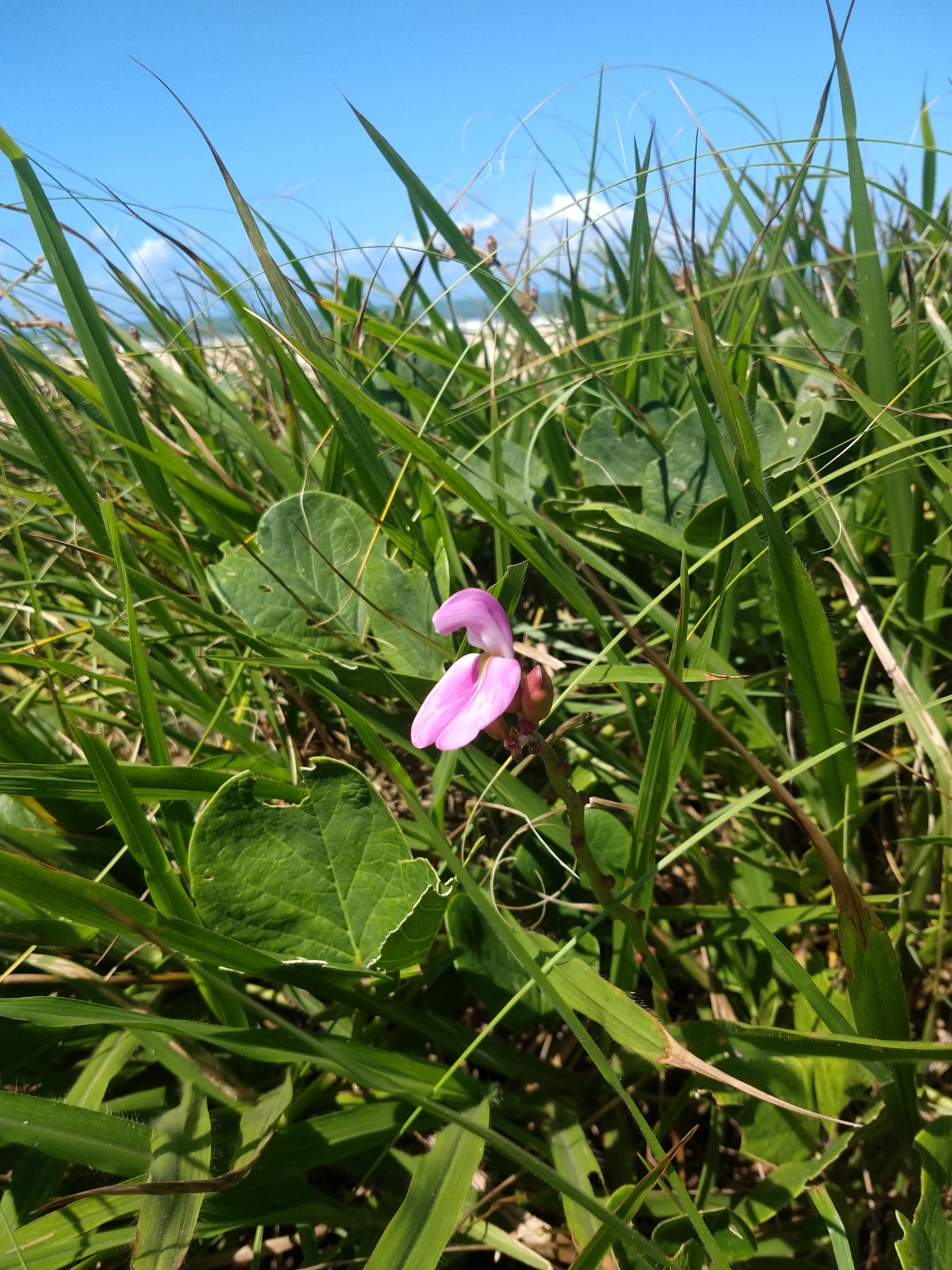 Canavalia rosea