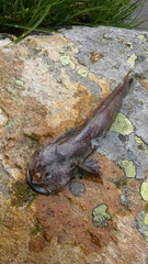 Cottus gobio