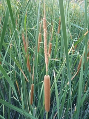 Typha domingensis