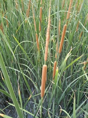 Typha domingensis