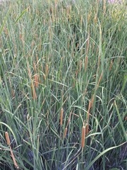 Typha domingensis