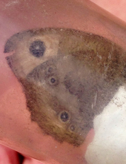 Cercyonis pegala gabbii