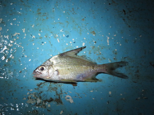 Lacandon mojarra (Eugerres mexicanus) — Gerreidae