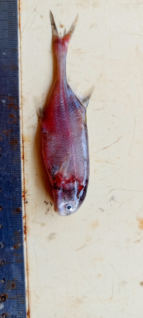 Ivindo-olifantsvis (Ivindomyrus marchei) — Mormyridae