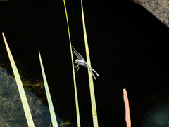 Anisoptera