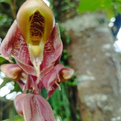 Catasetum maculatum, photograph (c) Kamill, some rights reserved (CC BY)