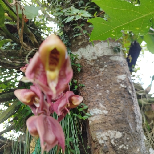 Catasetum maculatum, photograph 6