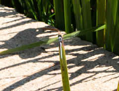 Anisoptera