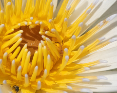 Thomisidae