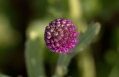 Sphaeranthus indicus