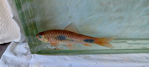 African redfin barb (Enteromius camptacanthus) — Cyprinidae — 5