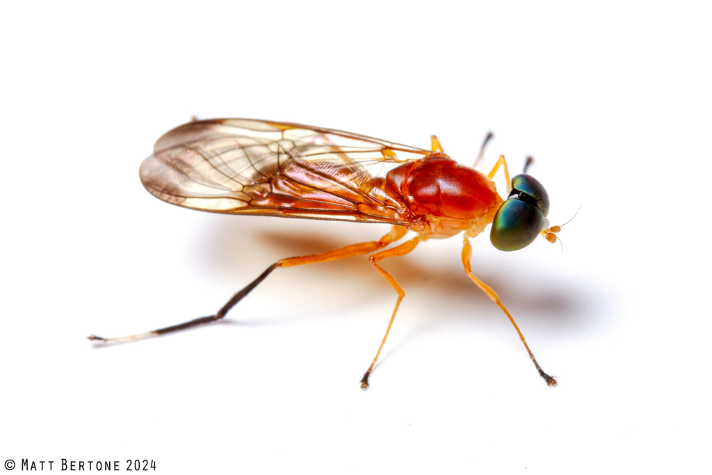 Ptecticus illustris