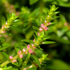 Rotala rosea