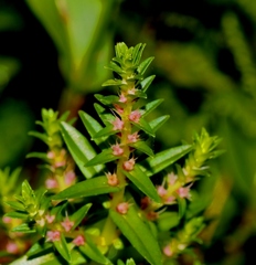 Rotala rosea