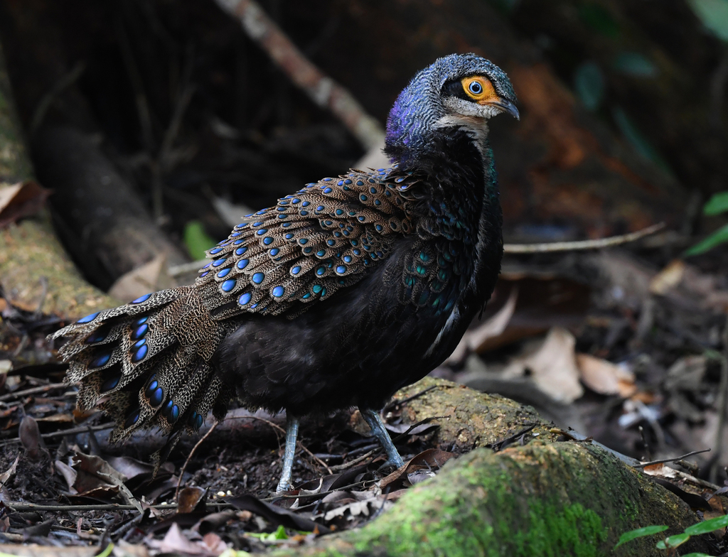 Bornean Peacock-Pheasant photo