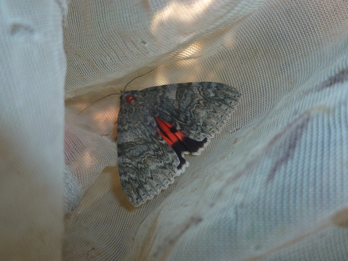 Catocala nupta
