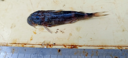 Suckermouth squeaker (Atopochilus savorgnani) — Mochokidae — 5