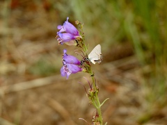 Penstemon neomexicanus