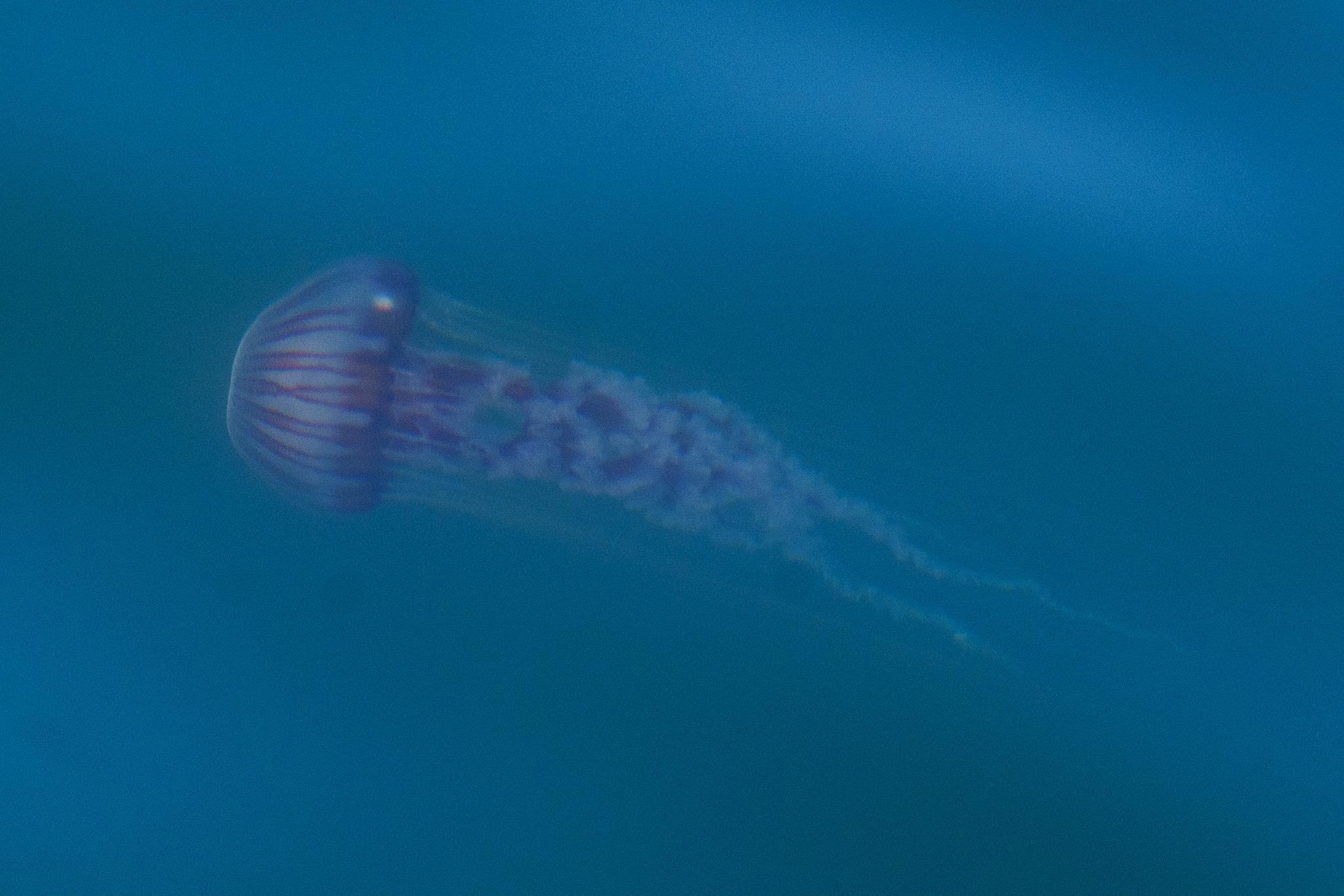 Chrysaora agulhensis Ras, Neethling, Engelbrecht, Morandini, Bayha, Skrypzeck & Gibbons, 2020