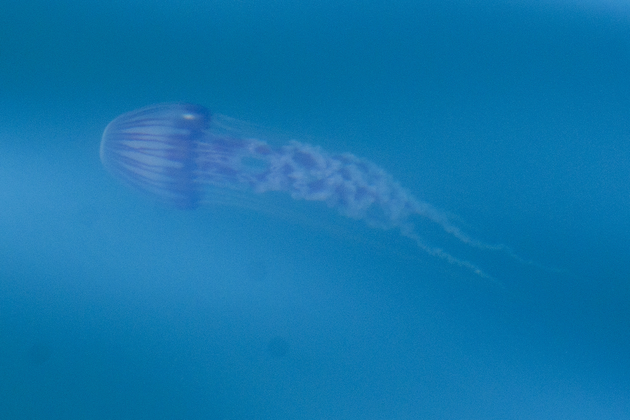 Chrysaora agulhensis Ras, Neethling, Engelbrecht, Morandini, Bayha, Skrypzeck & Gibbons, 2020