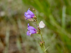 Penstemon neomexicanus