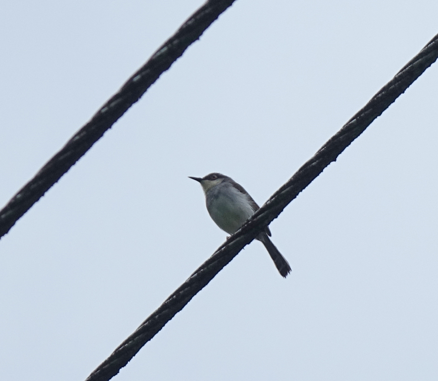 Grey-breasted Prinia