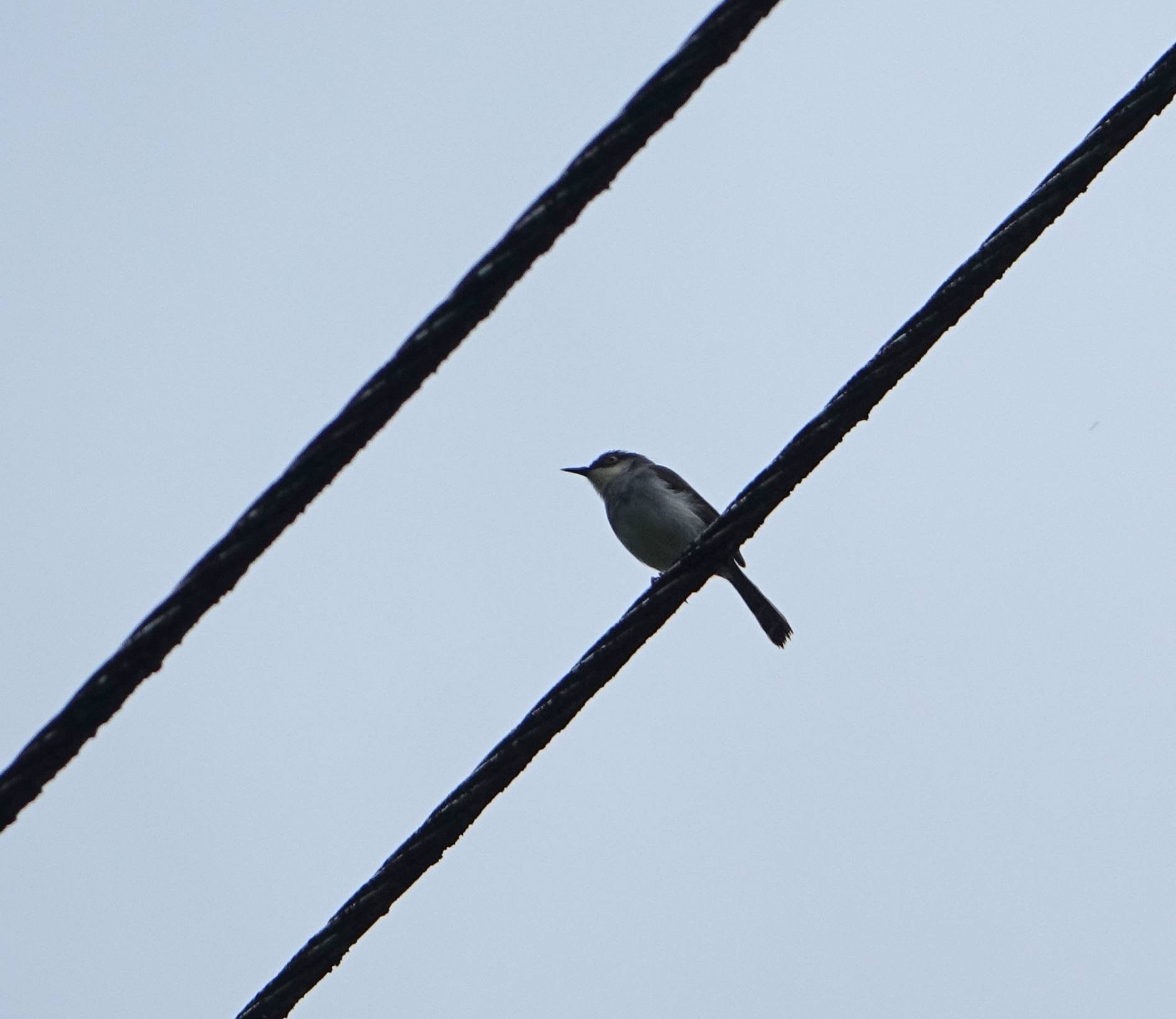 Grey-breasted Prinia
