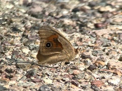 Junonia nigrosuffusa