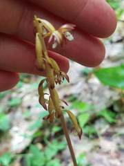 Corallorhiza maculata maculata