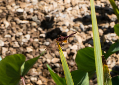 Anisoptera