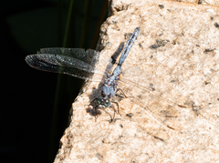 Anisoptera