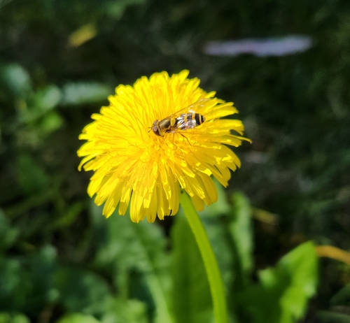 Yellow-legged Flower Fly photo 3